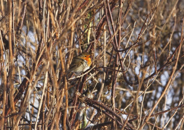 Robin (Erithacus rubecula), sitting between branched branches, North Rhine-Westphalia, Germany