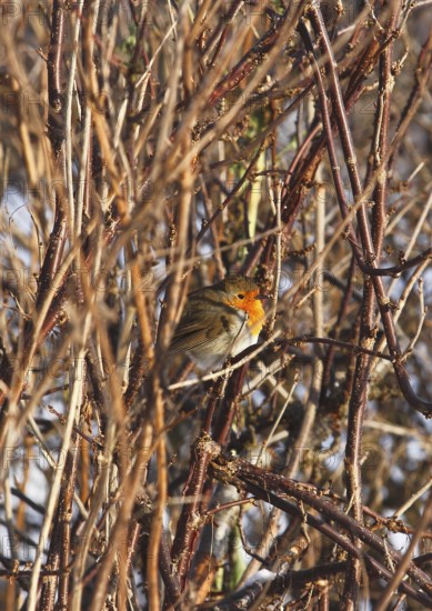 Robin (Erithacus rubecula), sitting between branched branches, North Rhine-Westphalia, Germany
