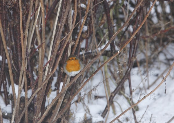 Robin (Erithacus rubecula), sitting on a branch, North Rhine-Westphalia, Germany