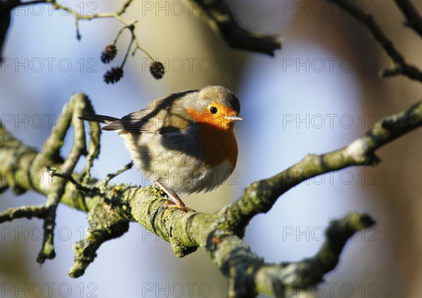 Robin (Erithacus rubecula), sitting on a tree trunk, North Rhine-Westphalia, Germany