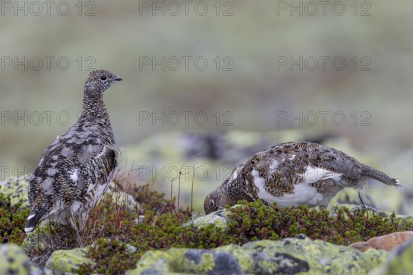 In the almost vegetation-free scree fields of the tundra, the rock ptarmigan (Lagopus muta) finds sufficient food, tundra, camouflage, adaptation, transitional dress, Sweden