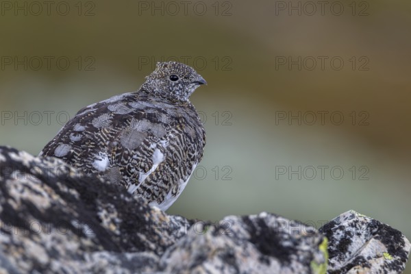 It is amazing how perfectly the plumage of the rock ptarmigan (Lagopus muta) adapts to its surroundings, tundra, camouflage, adaptation, transitional dress, Sweden