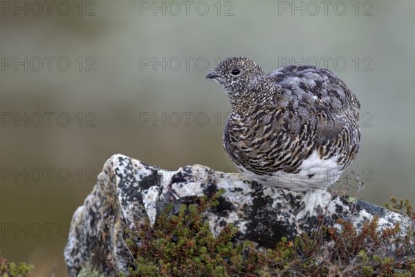 The rock ptarmigan (Lagopus muta) has chosen an exposed rock to explore its surroundings, tundra, camouflage, adaptation, transitional dress, Sweden