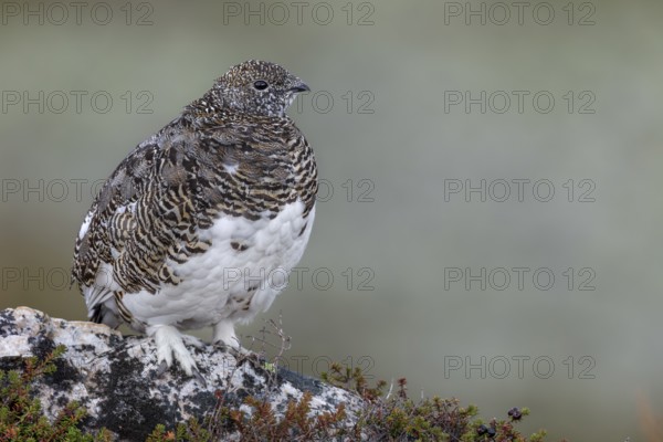 Rock ptarmigan (Lagopus muta) love to stand on exposed perches to be able to see far, tundra, camouflage, adaptation, transitional dress, Sweden