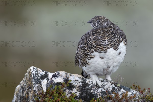 A rock ptarmigan (Lagopus muta) slowly gets its winter plumage, which is completely white at the end, in the belly and breast area the plumage changes colour first, tundra, camouflage, adaptation, transitional dress, Sweden