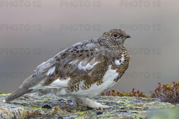 The fully feathered legs of the rock ptarmigan (Lagopus muta) are clearly recognisable, an adaptation to their inhospitable habitat, especially in winter, tundra, camouflage, transitional dress, Sweden