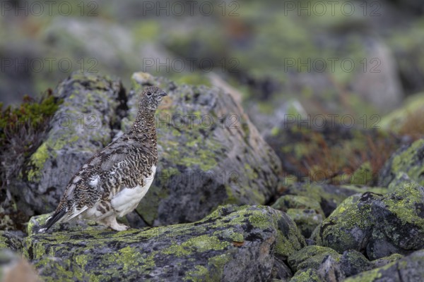 Even if the rock ptarmigan (Lagopus muta) stands exposed in the scree field, it is difficult to spot, tundra, camouflage, adaptation, transitional dress, Sweden