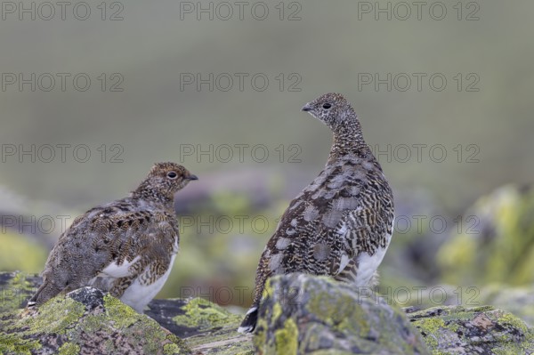 Rock ptarmigan (Lagopus muta) in autumn on the Idre fells, tundra, camouflage, adaptation, transitional dress, Sweden