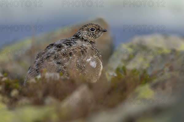 The rock ptarmigan (Lagopus muta) trusts its perfect camouflage, tundra, adaptation, transitional dress, Sweden