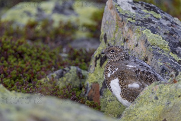 The rock ptarmigan (Lagopus muta) is perfectly camouflaged with its plumage in the scree fields of the tundra, tundra, camouflage, adaptation, transitional dress, Sweden