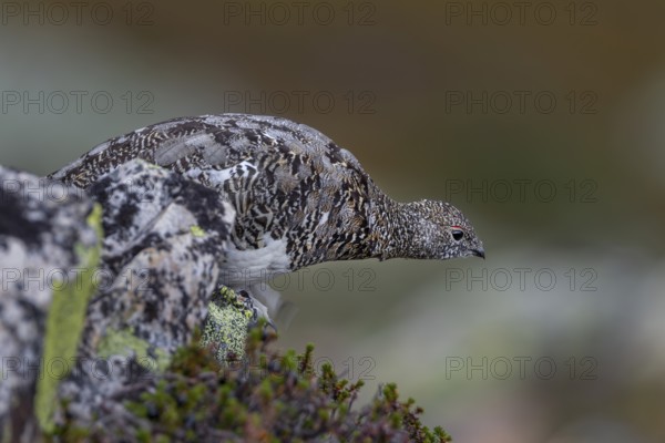 A rock ptarmigan (Lagopus muta) foraging in a scree field, tundra, camouflage, adaptation, transitional dress, Sweden