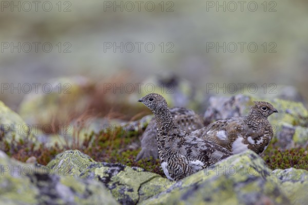 In autumn the rock ptarmigan (Lagopus muta) still wear their summer plumage, in a few weeks they will have completely white plumage, tundra, camouflage, adaptation, transitional dress, Sweden