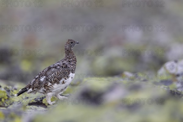 The rock ptarmigan (Lagopus muta) lives all year round in the alpine zone of many mountains in the northern hemisphere, tundra, camouflage, adaptation, transitional dress, Sweden