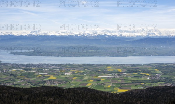Les Dents du Midi's snowy peaks tower above Lake Geneva, framed by vibrant fields and a lush forest A picturesque landscape showcasing Swiss natural beauty and serenity