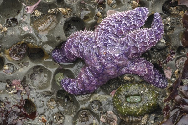 A vibrant Ochre sea star, Pisaster ochraceus, rests among tide pools at low tide on Ruby Beach, Olympic National Park, Washington coast Surrounding marine life adds rich texture and diversity