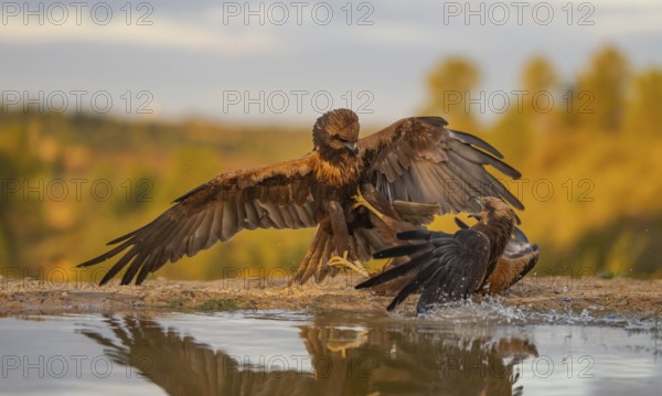 A dramatic scene unfolds as two eagles engage in a fierce fight by a water body, against a backdrop of a golden autumn forest