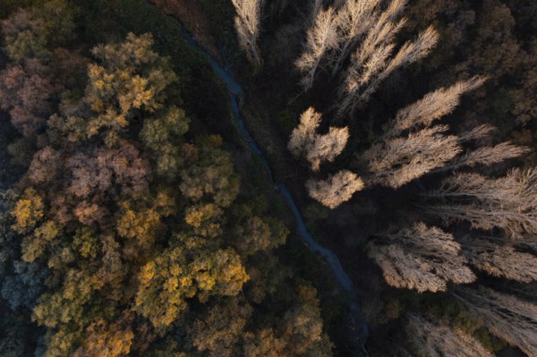 A drone captures a breathtaking autumn scene with a river snaking through a forest of changing colors. Golden hues blend with the diminishing green, creating a serene natural tapestry