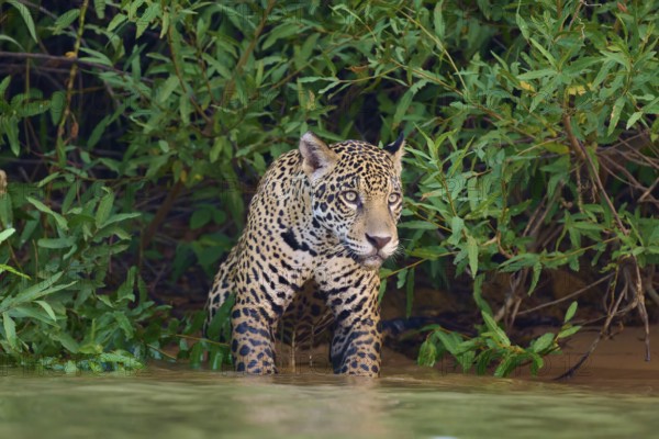 A standing jaguar in the water, alert in the dense jungle, Jaguar (Panthera onca), Pantanal, UNESCO Biosphere Reserve, Mato Grosso, Brazil