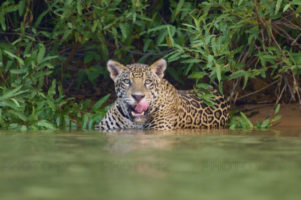 A jaguar in the water, licking its tongue, surrounded by dense jungle, Jaguar (Panthera onca), Pantanal, UNESCO Biosphere Reserve, Mato Grosso, Brazil