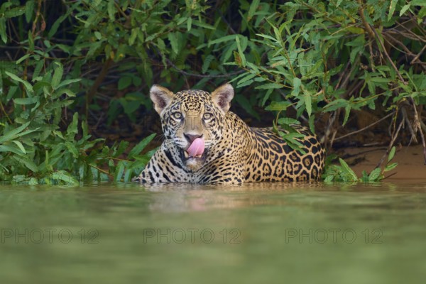 A jaguar in the water licking its tongue, surrounded by lush greenery, Jaguar (Panthera onca), Pantanal, UNESCO Biosphere Reserve, Mato Grosso, Brazil