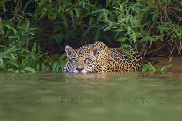 A jaguar in the water, half-hidden in the jungle, with an attentive gaze, Jaguar (Panthera onca), Pantanal, UNESCO Biosphere Reserve, Mato Grosso, Brazil