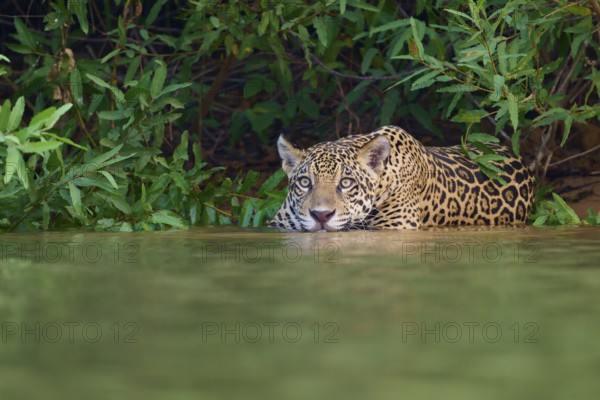 A jaguar in the water, crouched and alert, half hidden in the dense jungle, Jaguar (Panthera onca), Pantanal, UNESCO Biosphere Reserve, Mato Grosso, Brazil