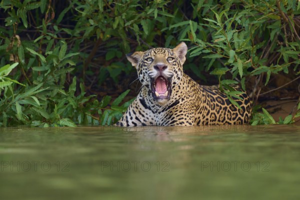 A jaguar in the water, roaring or calling, surrounded by green jungle, Jaguar (Panthera onca), Pantanal, UNESCO Biosphere Reserve, Mato Grosso, Brazil