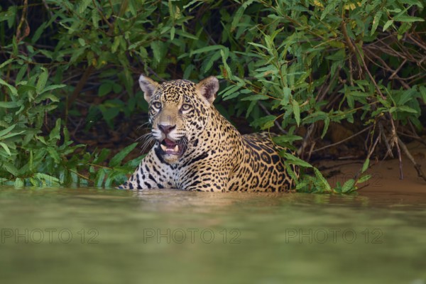 A focussed jaguar stands in the water at the edge of the forest, Jaguar (Panthera onca), Pantanal, UNESCO Biosphere Reserve, Mato Grosso, Brazil