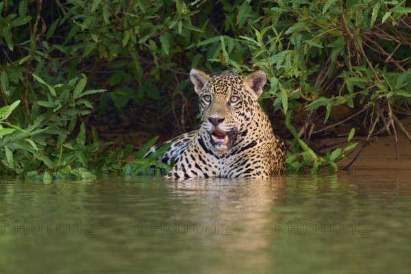 An alert jaguar rests in the water, surrounded by jungle, Jaguar (Panthera onca), Pantanal, UNESCO Biosphere Reserve, Mato Grosso, Brazil