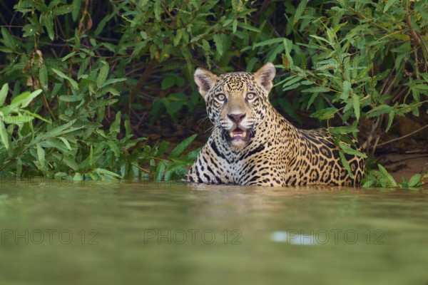 A jaguar in the water, surrounded by jungle, looking curiously ahead, Jaguar (Panthera onca), Pantanal, UNESCO Biosphere Reserve, Mato Grosso, Brazil