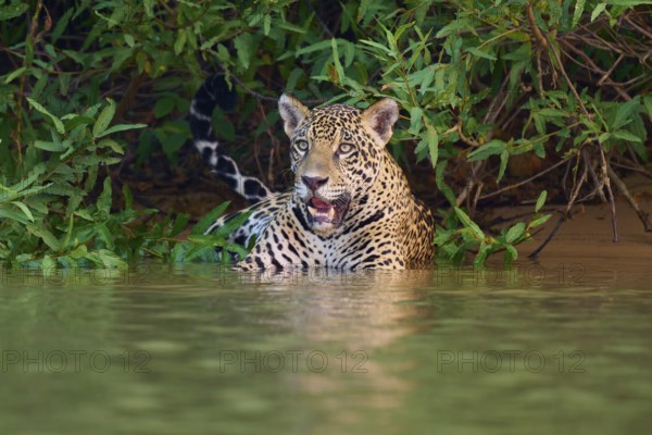 A jaguar in the water with a concentrated expression on its face, jaguar (Panthera onca), Pantanal, UNESCO Biosphere Reserve, Mato Grosso, Brazil