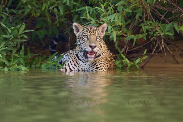 A calm jaguar in the water surrounded by lush greenery, Jaguar (Panthera onca), Pantanal, UNESCO Biosphere Reserve, Mato Grosso, Brazil