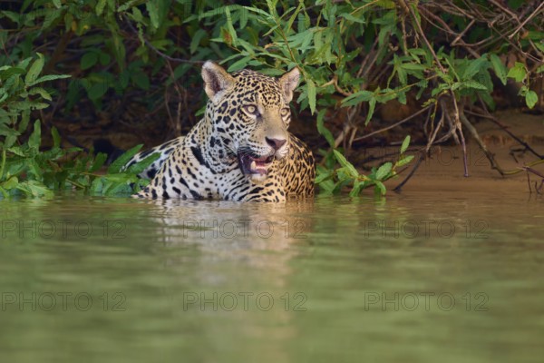 A jaguar stands in the water, surrounded by dense vegetation, Jaguar (Panthera onca), Pantanal, UNESCO Biosphere Reserve, Mato Grosso, Brazil
