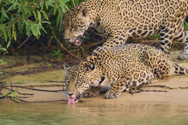 Two jaguars at the water's edge, one drinking attentively in dense vegetation, Jaguar (Panthera onca), Pantanal, UNESCO Biosphere Reserve, Mato Grosso, Brazil