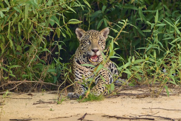 A jaguar sits vigil in front of dense green vegetation on sandy ground, Jaguar (Panthera onca), Pantanal, UNESCO Biosphere Reserve, Mato Grosso, Brazil