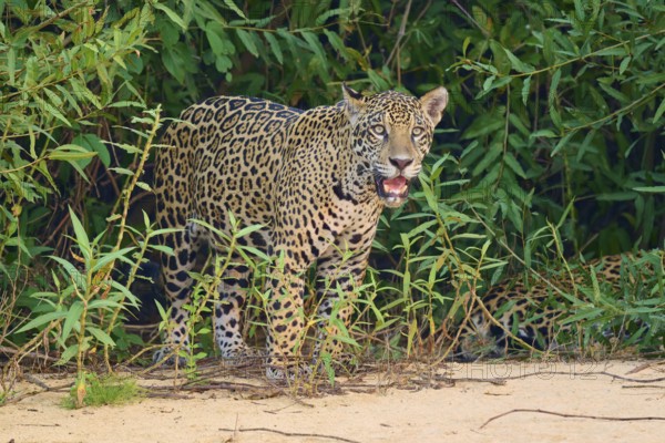 A jaguar stands curiously in front of green foliage on sandy ground, jaguar (Panthera onca), Pantanal, UNESCO Biosphere Reserve, Mato Grosso, Brazil
