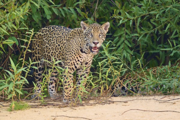 A jaguar stands at the edge of dense vegetation, alert and vigilant, jaguar (Panthera onca), Pantanal, UNESCO Biosphere Reserve, Mato Grosso, Brazil