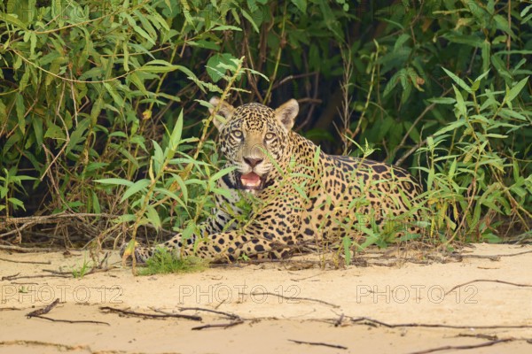 A jaguar lies relaxed on the edge of green vegetation on sandy ground, Jaguar (Panthera onca), Pantanal, UNESCO Biosphere Reserve, Mato Grosso, Brazil