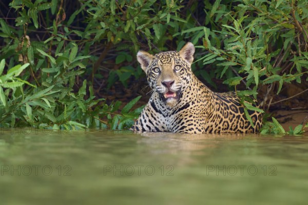 A jaguar in the water, surrounded by dense green jungle, with an attentive gaze, Jaguar (Panthera onca), Pantanal, UNESCO Biosphere Reserve, Mato Grosso, Brazil