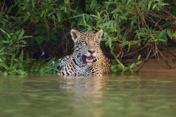 A jaguar sits in the water near a dense jungle, Jaguar (Panthera onca), Pantanal, UNESCO Biosphere Reserve, Mato Grosso, Brazil