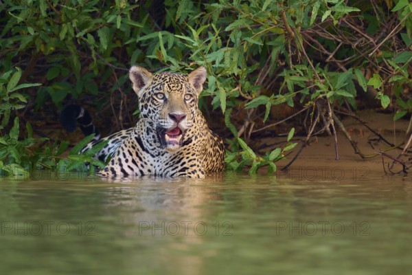 A jaguar stands half in the water with an intense gaze, Jaguar (Panthera onca), Pantanal, UNESCO Biosphere Reserve, Mato Grosso, Brazil