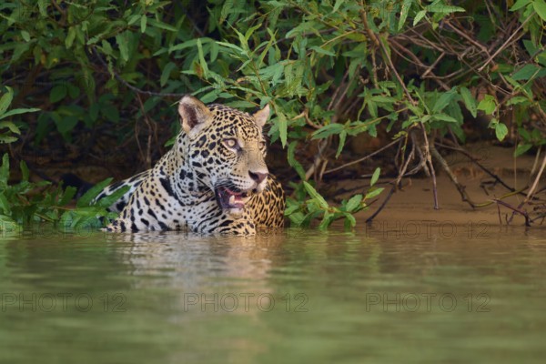 Jaguar half in the water, surrounded by tropical foliage in the jungle, Jaguar (Panthera onca), Pantanal, UNESCO Biosphere Reserve, Mato Grosso, Brazil