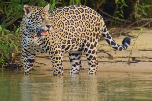 Jaguar at the river's edge, attentive in dense greenery, Jaguar (Panthera onca), Pantanal, UNESCO Biosphere Reserve, Mato Grosso, Brazil