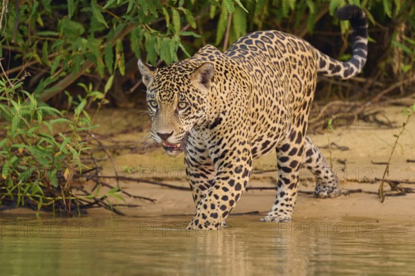 Big cat wading into the water, gazing intently into the greenery, jaguar (Panthera onca), Pantanal, UNESCO Biosphere Reserve, Mato Grosso, Brazil