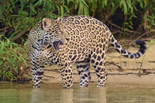 Jaguar standing at the waterline, surrounded by dense vegetation, Jaguar (Panthera onca), Pantanal, UNESCO Biosphere Reserve, Mato Grosso, Brazil