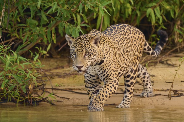 Jaguar creeps along the shore in dense green leaves, Jaguar (Panthera onca), Pantanal, UNESCO Biosphere Reserve, Mato Grosso, Brazil