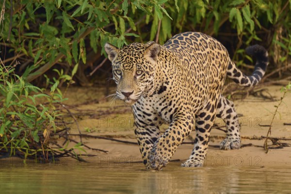 Jaguar watching the water, surrounded by tropical greenery, Jaguar (Panthera onca), Pantanal, UNESCO Biosphere Reserve, Mato Grosso, Brazil