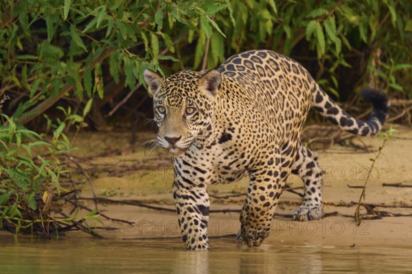 Jaguar walking along the river, surrounded by lush vegetation, Jaguar (Panthera onca), Pantanal, UNESCO Biosphere Reserve, Mato Grosso, Brazil