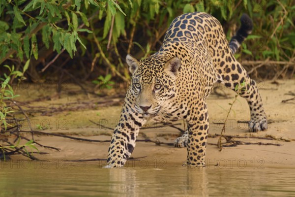 Jaguar standing on the riverbank, surrounded by dense green foliage, Jaguar (Panthera onca), Pantanal, UNESCO Biosphere Reserve, Mato Grosso, Brazil