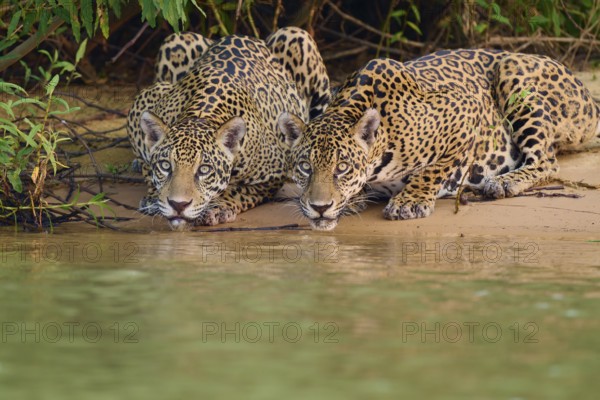 Two jaguars lying on the riverbank looking at the water, surrounded by leaves, Jaguar (Panthera onca), Pantanal, UNESCO Biosphere Reserve, Mato Grosso, Brazil